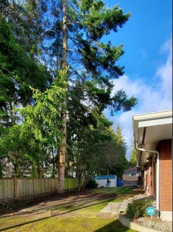 After — trees cleaned up and clear of the house