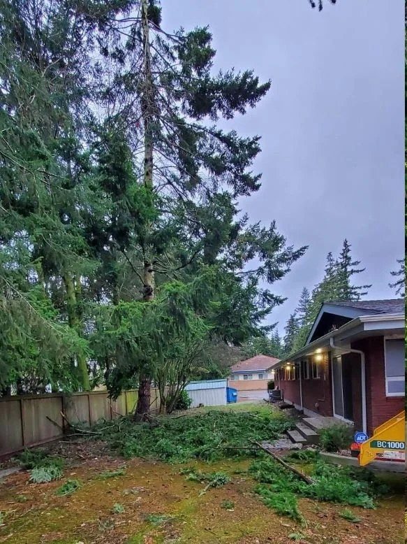 Before — overgrown limbs crowding the house
