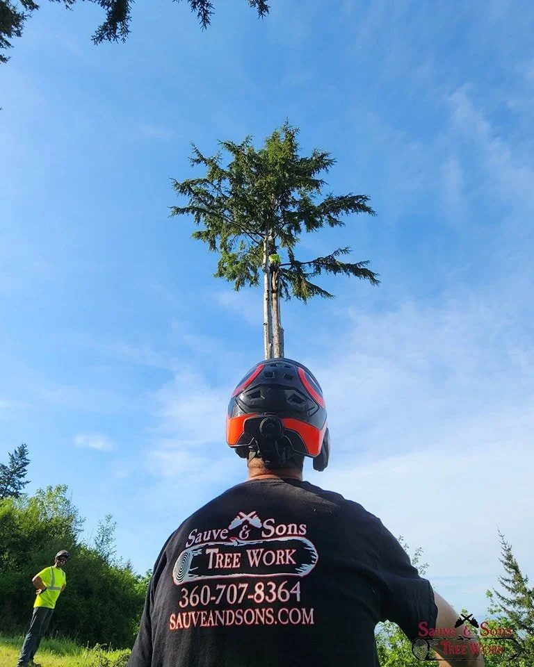 A Sauve & Sons climber in helmet and gear at the base of a tall tree
